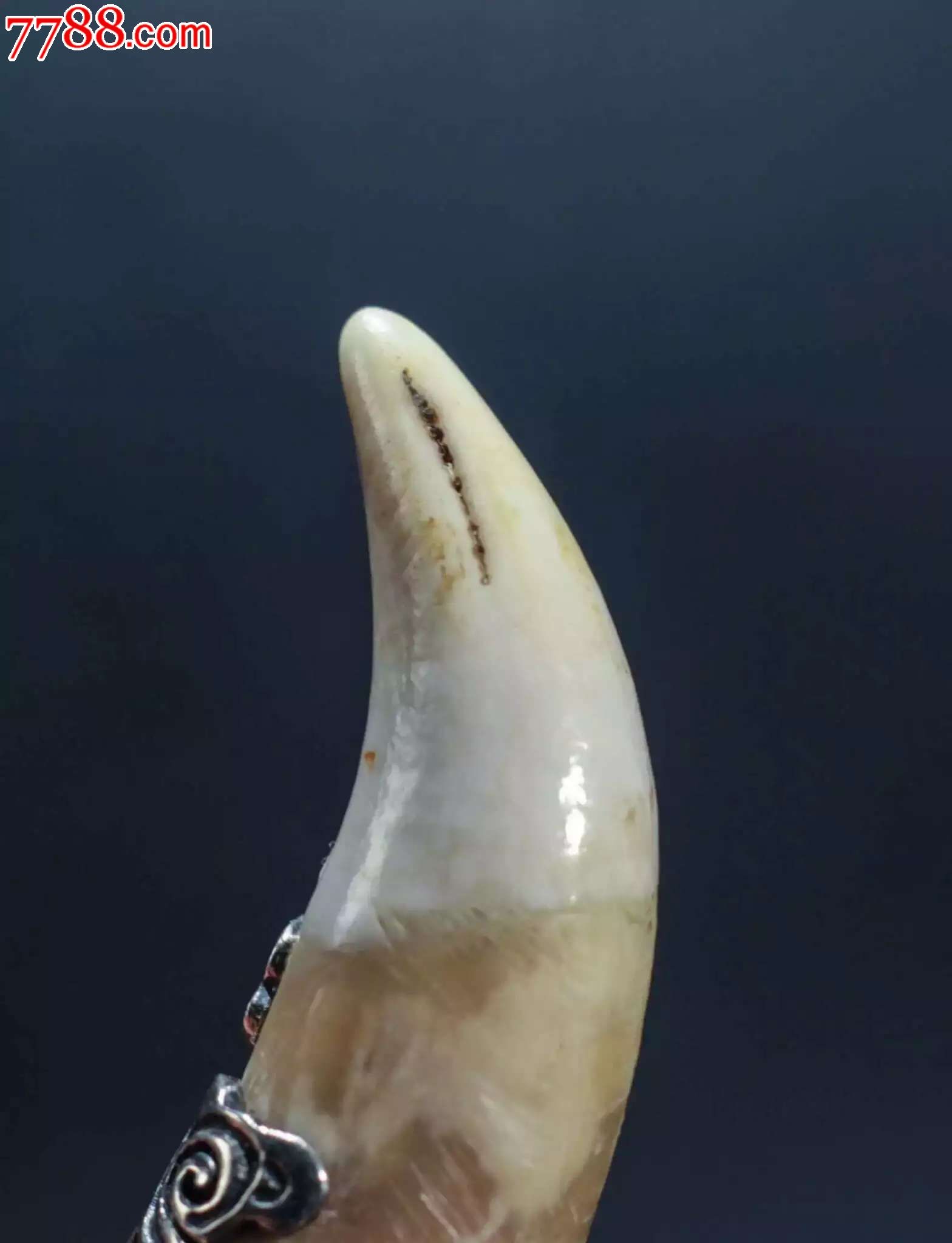 齿朝天吼下犬齿镶嵌银