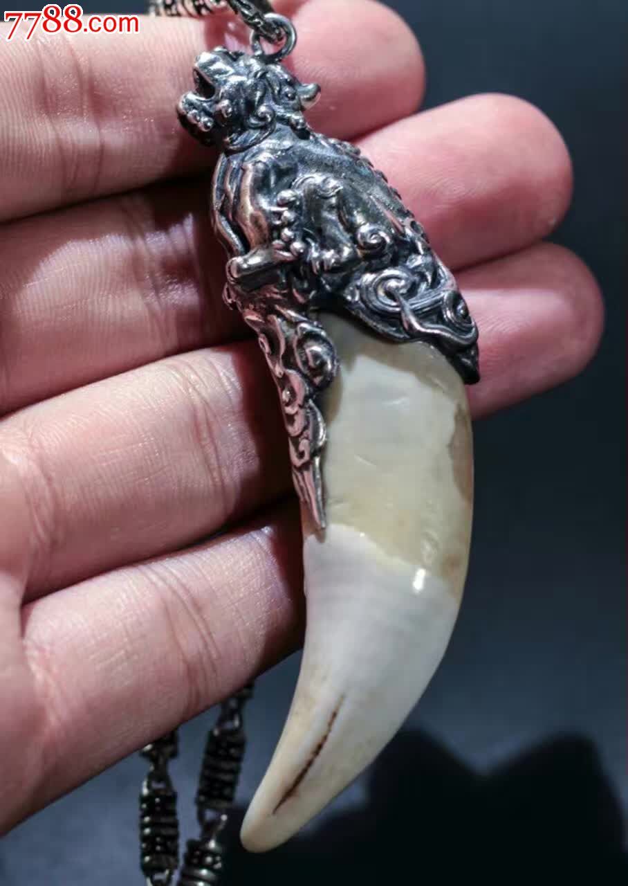 齿朝天吼下犬齿镶嵌银