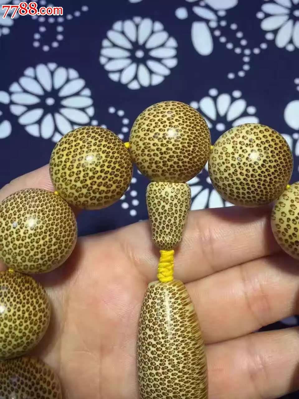 正宗血金丝竹正圆20