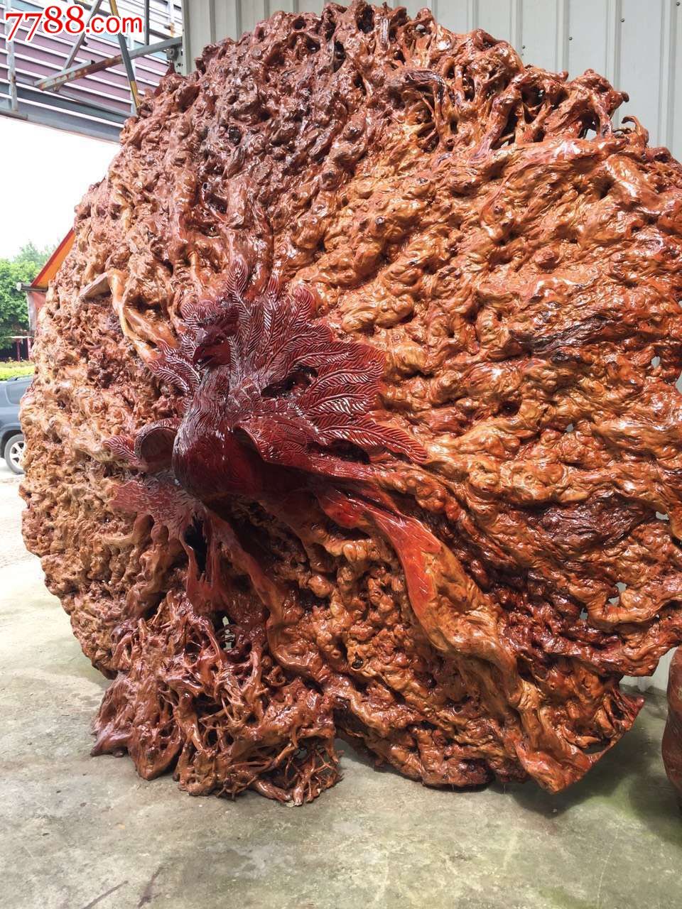 荔枝根孔雀开屏2米米