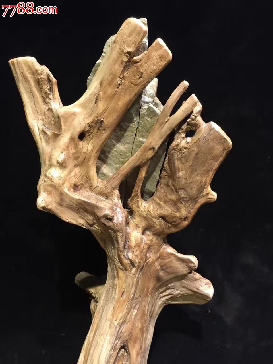 崖柏太行根抱石佛手石