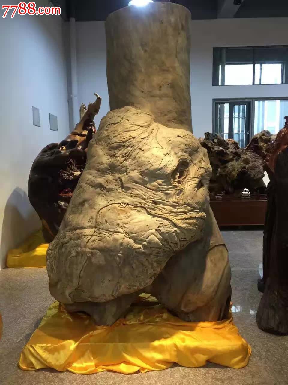 香樟瘤岁岁平安