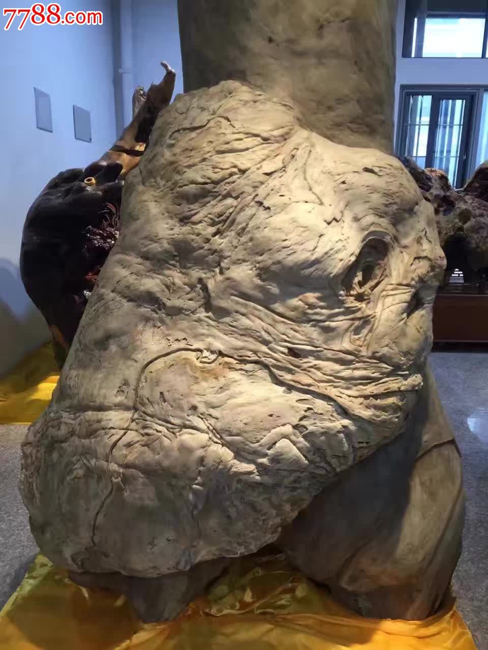 香樟瘤岁岁平安