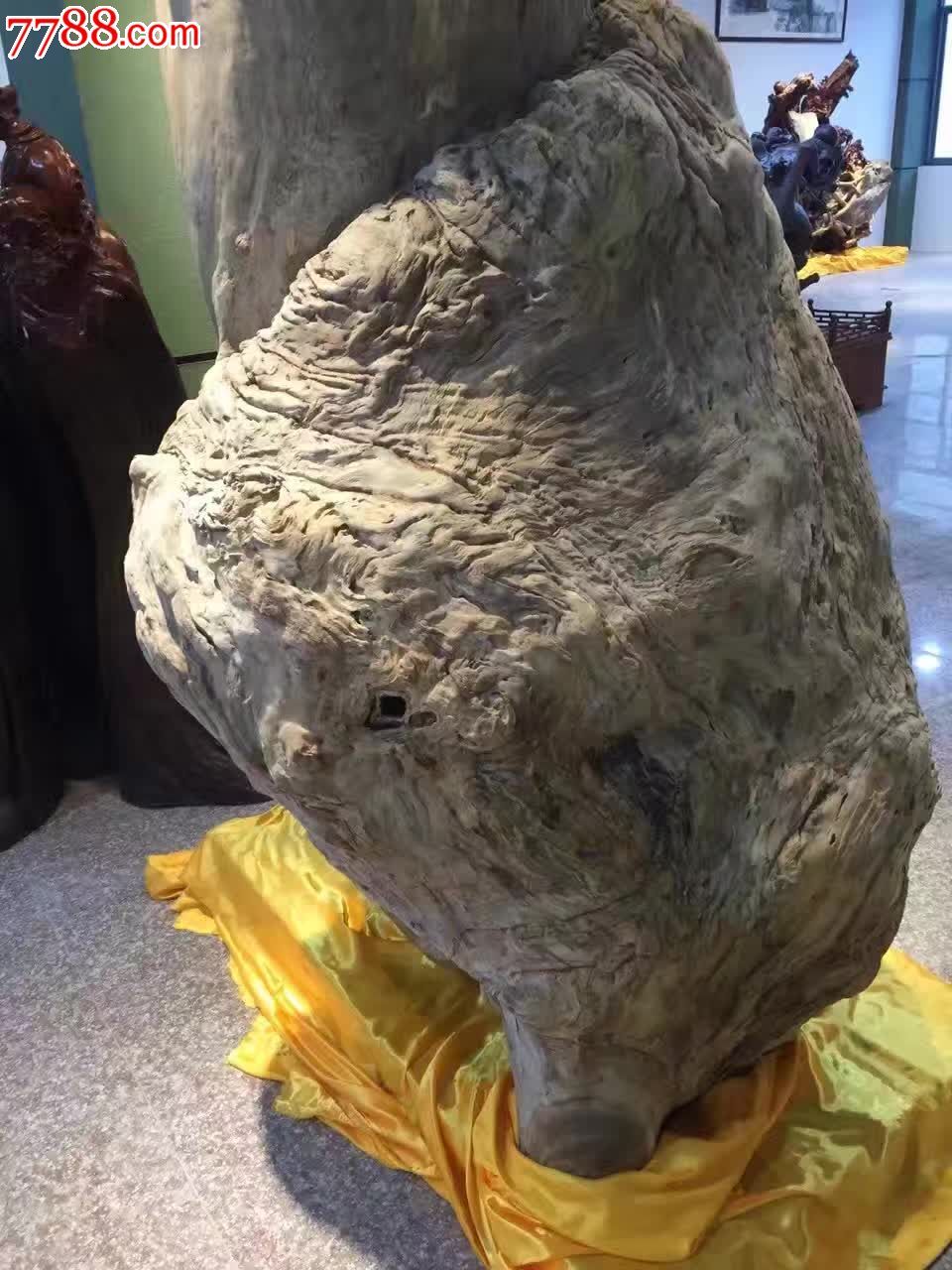 香樟瘤岁岁平安