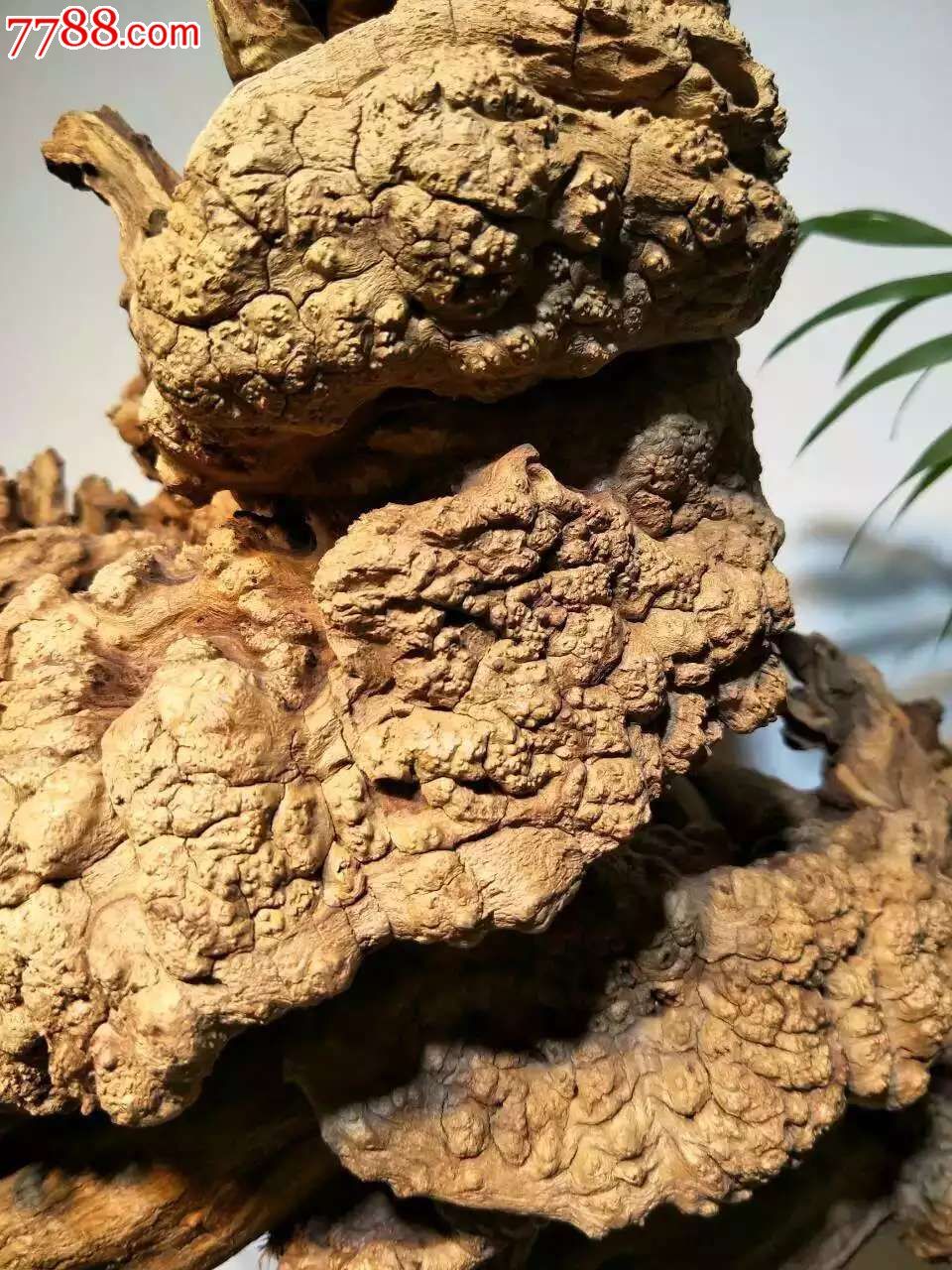 天然随形满瘤花霸王根_议价_第6张_7788收藏__收藏热线