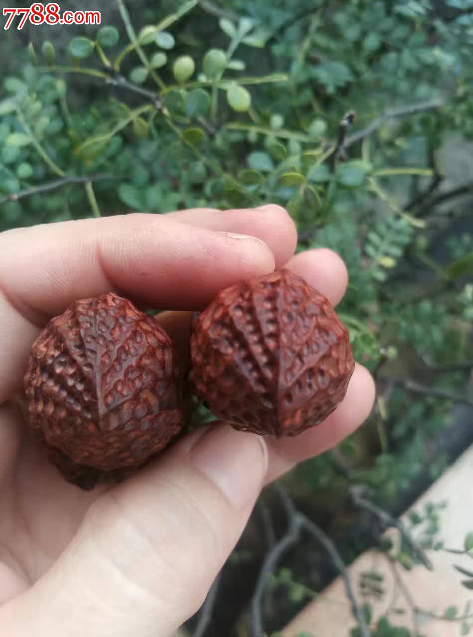 小叶紫檀金秋收获的果