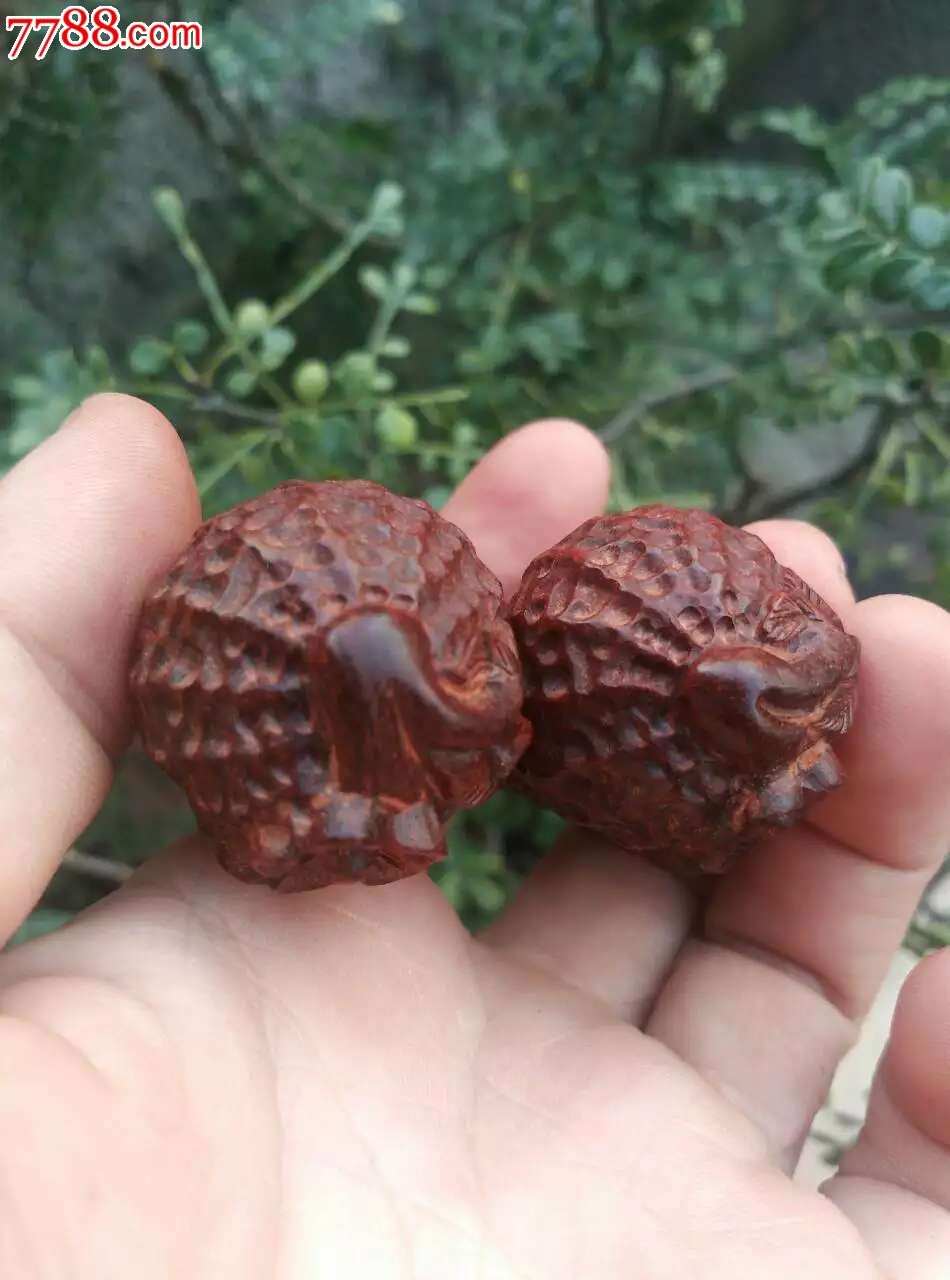 小叶紫檀金秋收获的果