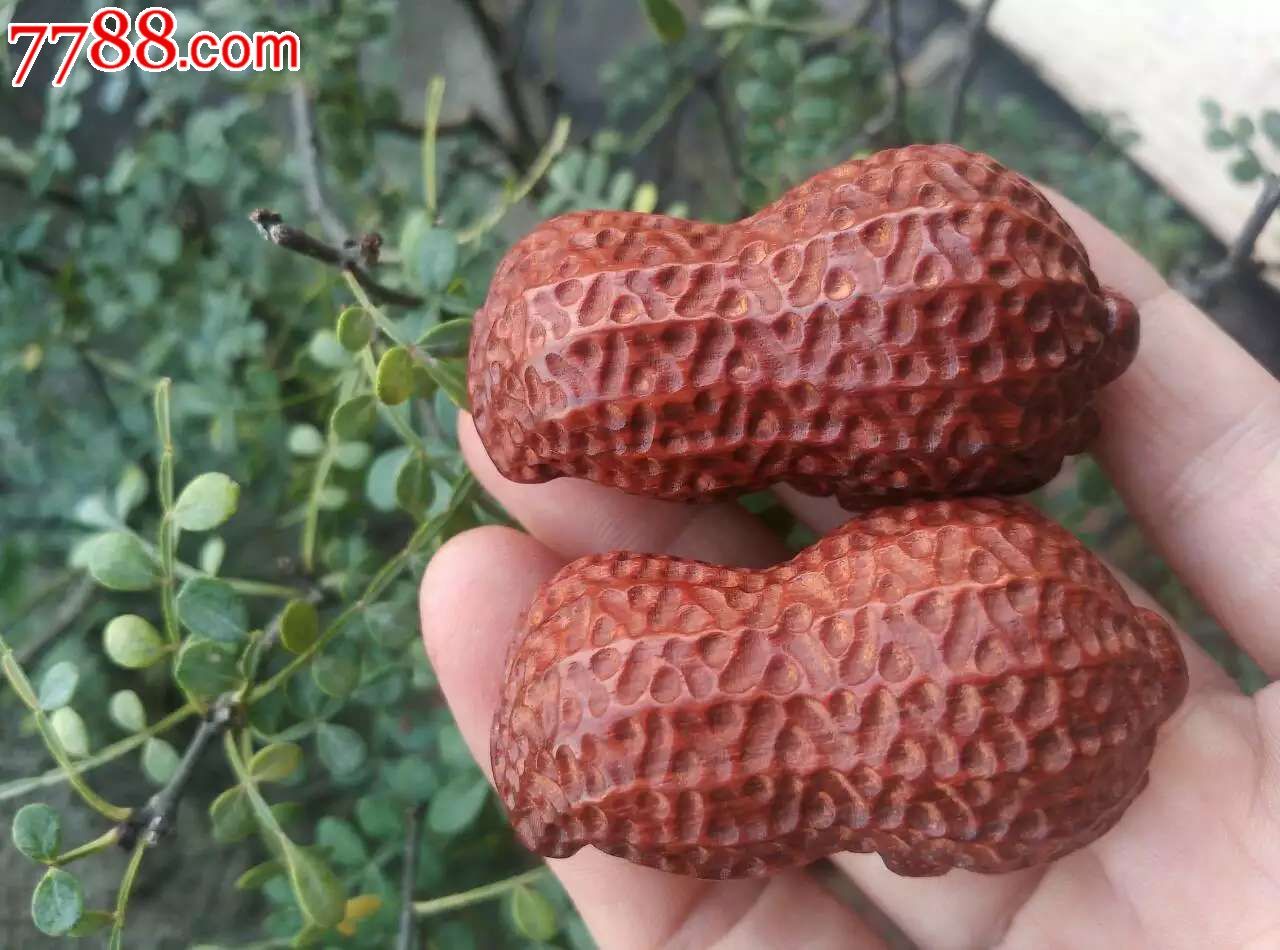 小叶紫檀金秋收获的果