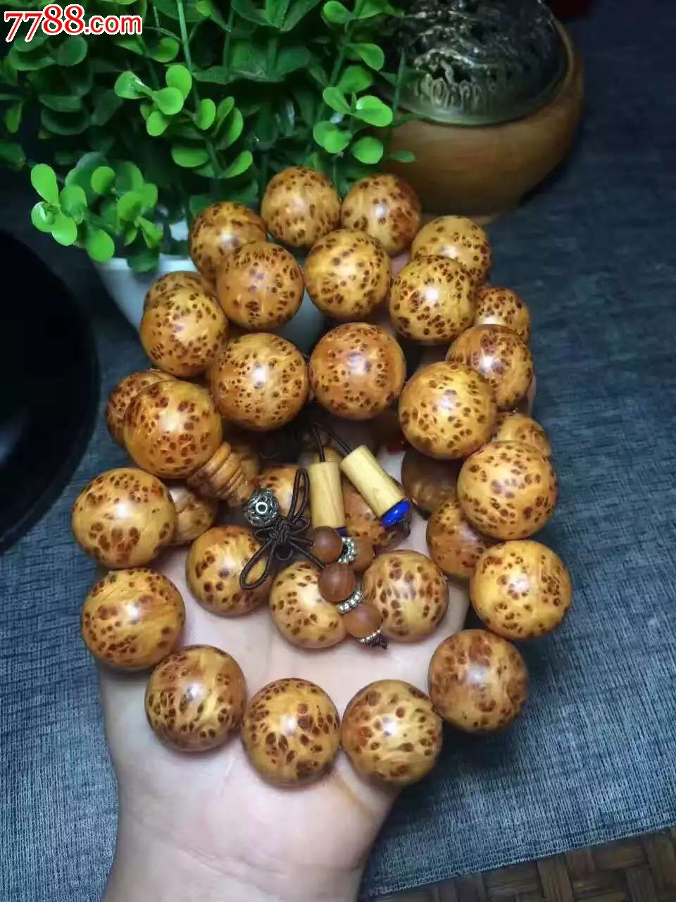 精品山柏爆满瘤疤20