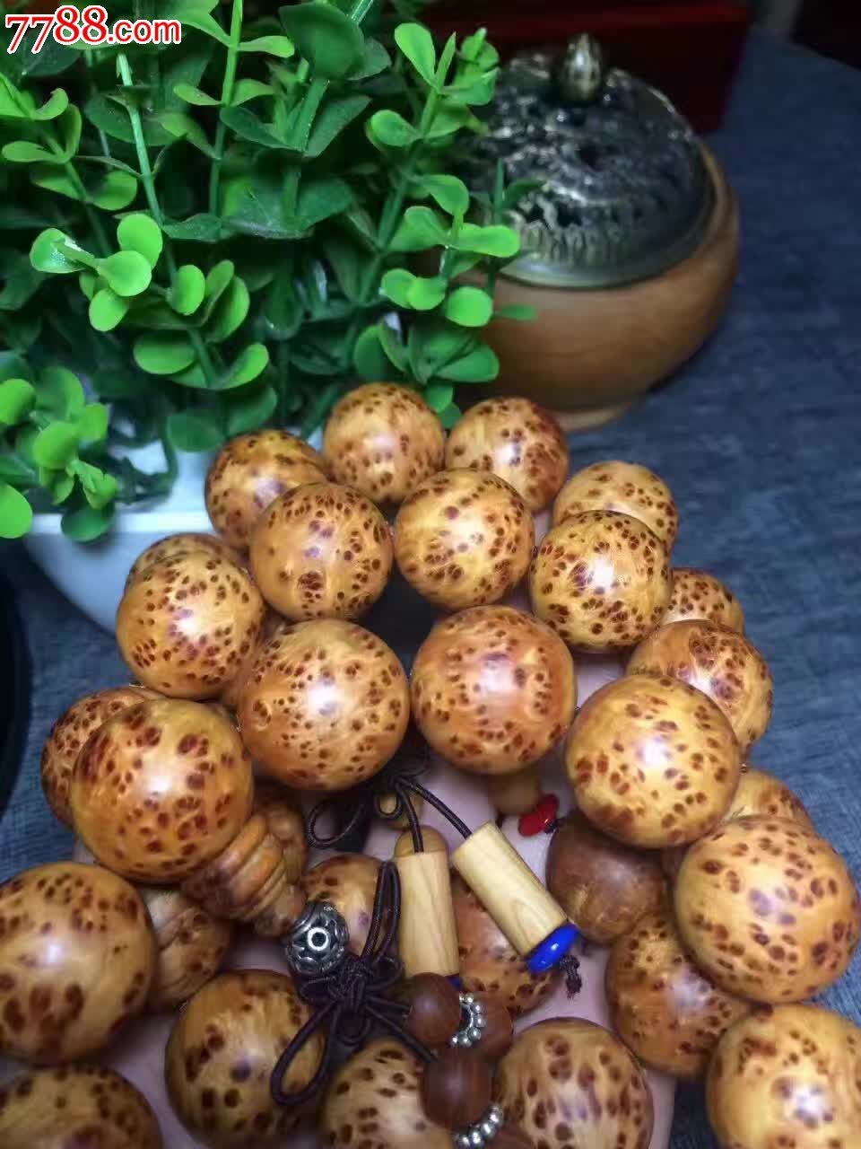 精品山柏爆满瘤疤20