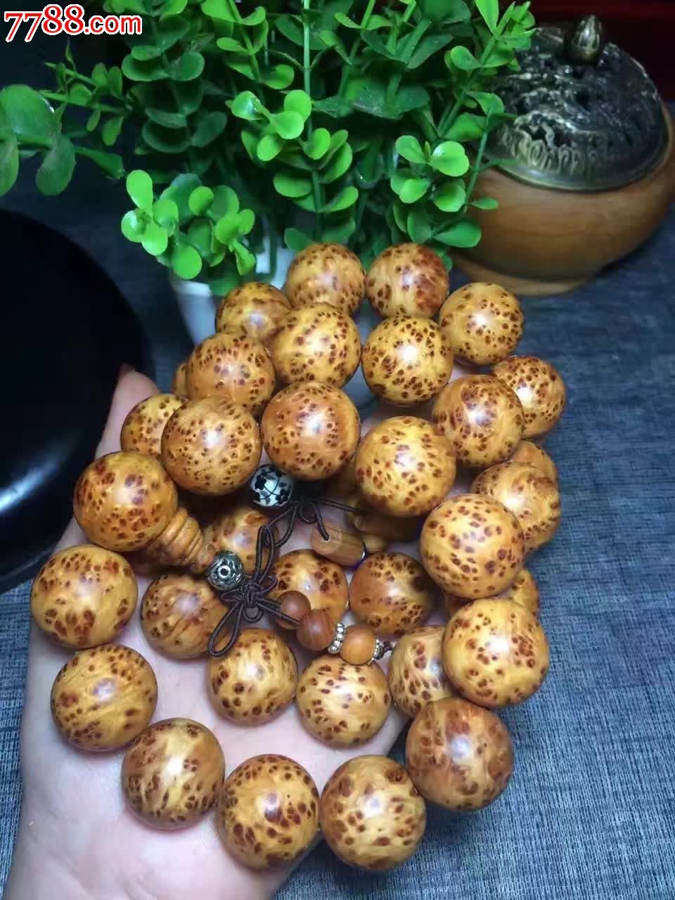 精品山柏爆满瘤疤20