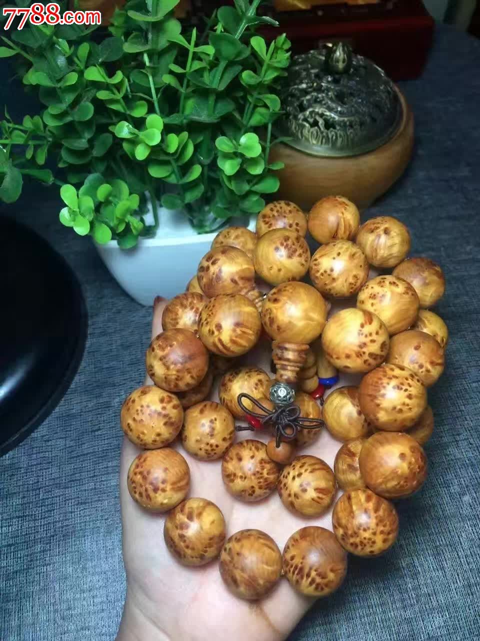 精品山柏爆满瘤疤20
