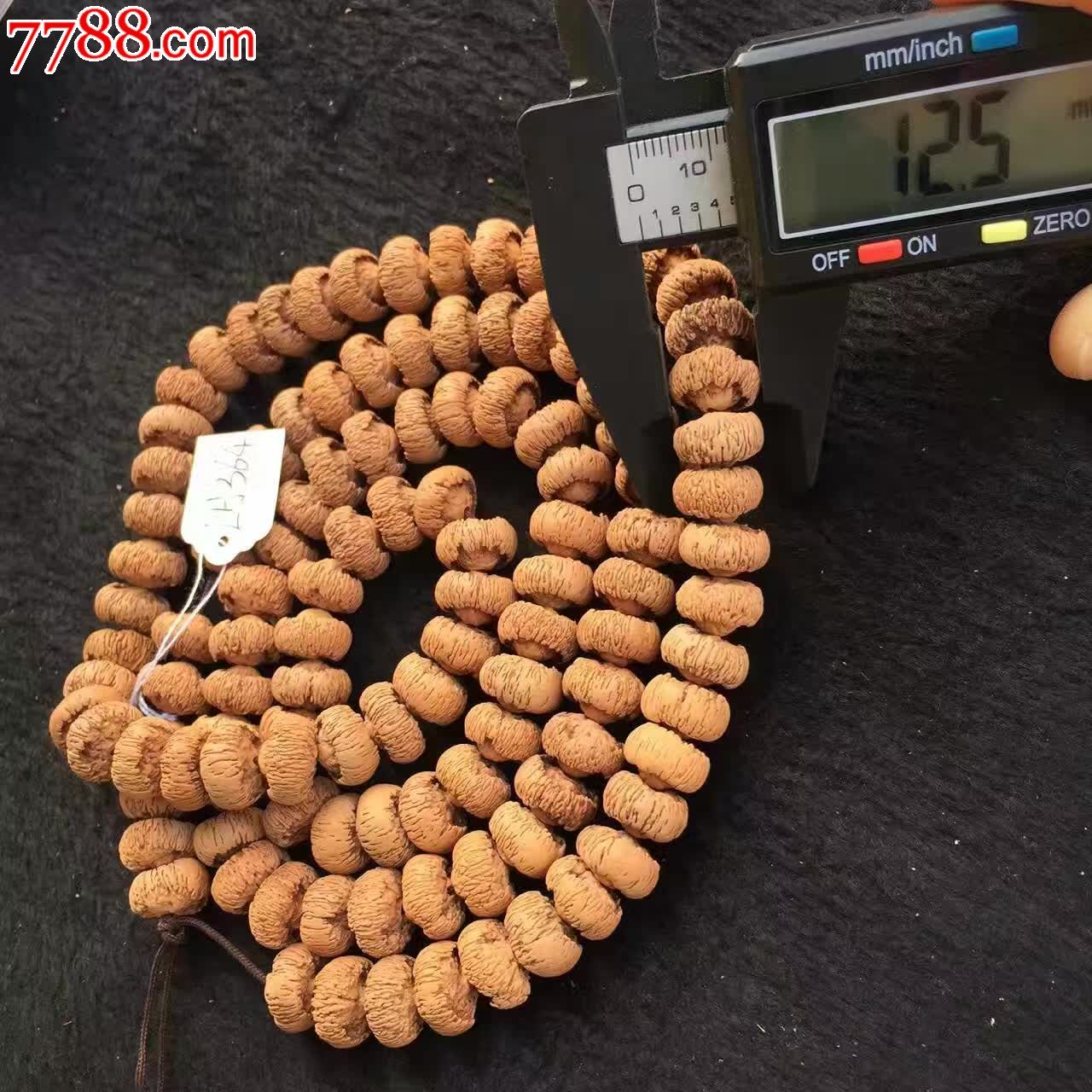 野生细纹莲花满苞满肉