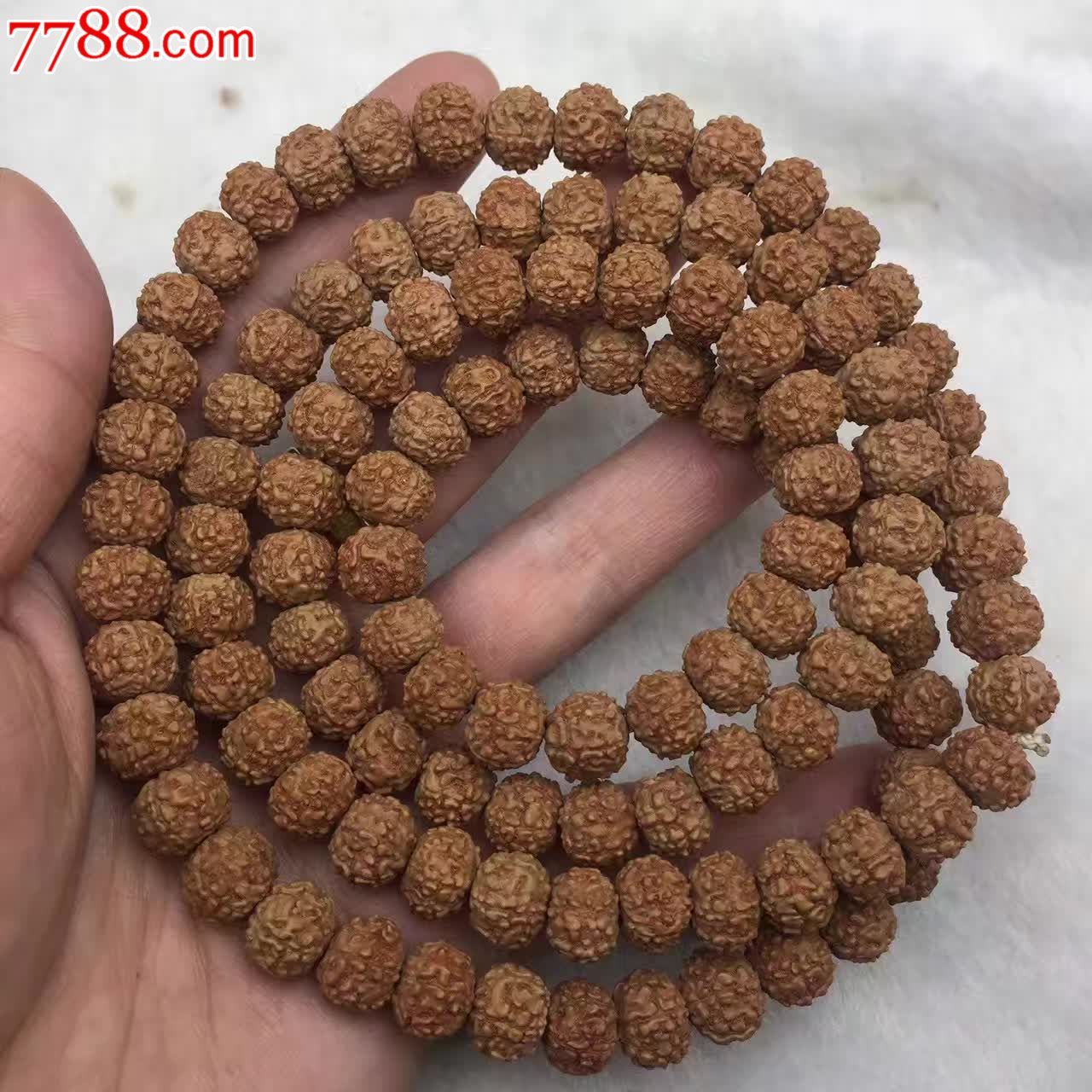 极品六瓣小金刚矮桩精