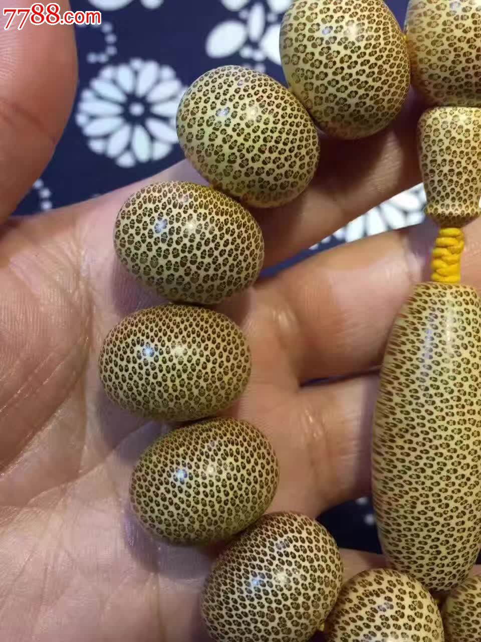 龙血金丝竹