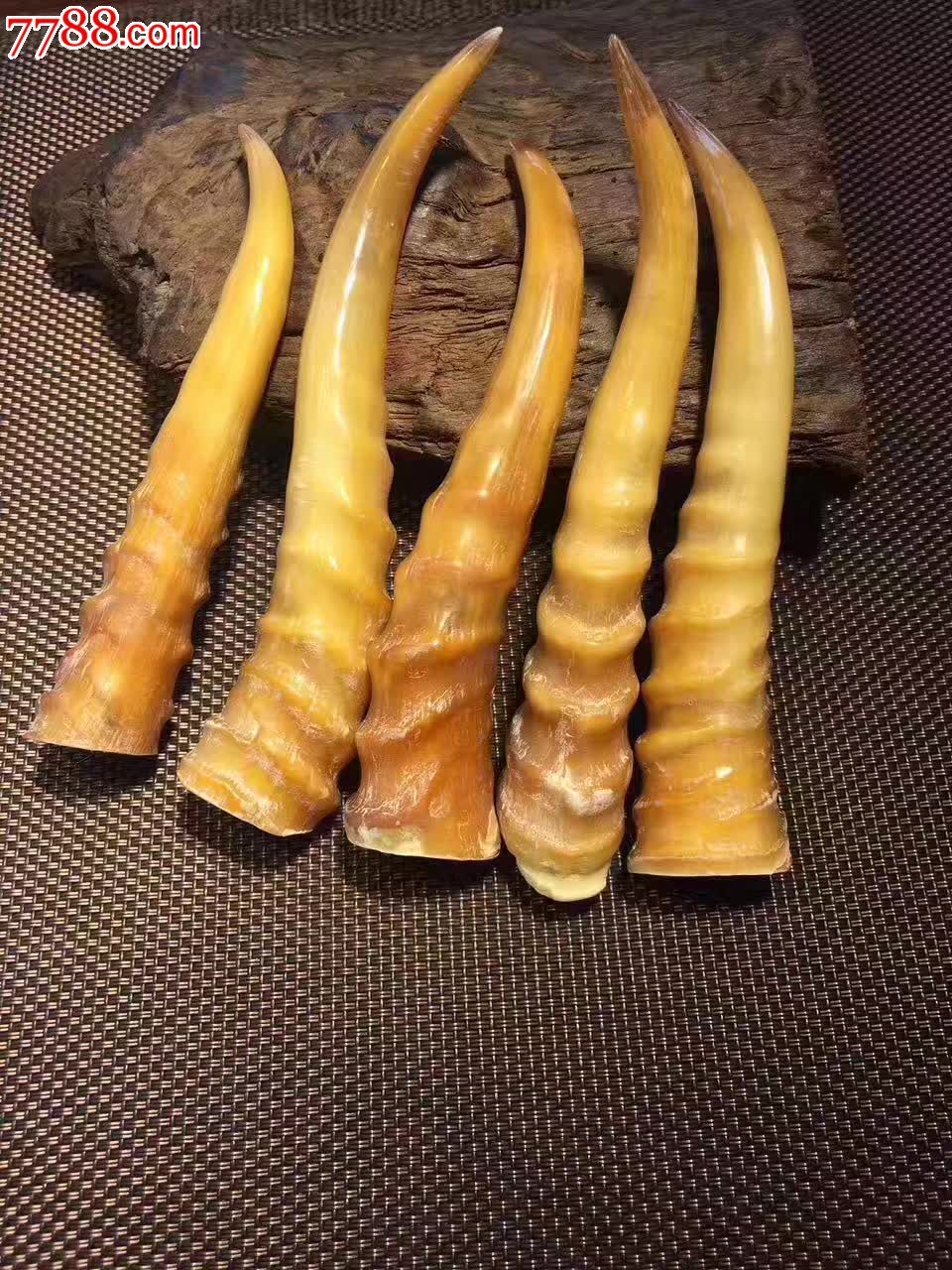 羊角小摆件度左右度8