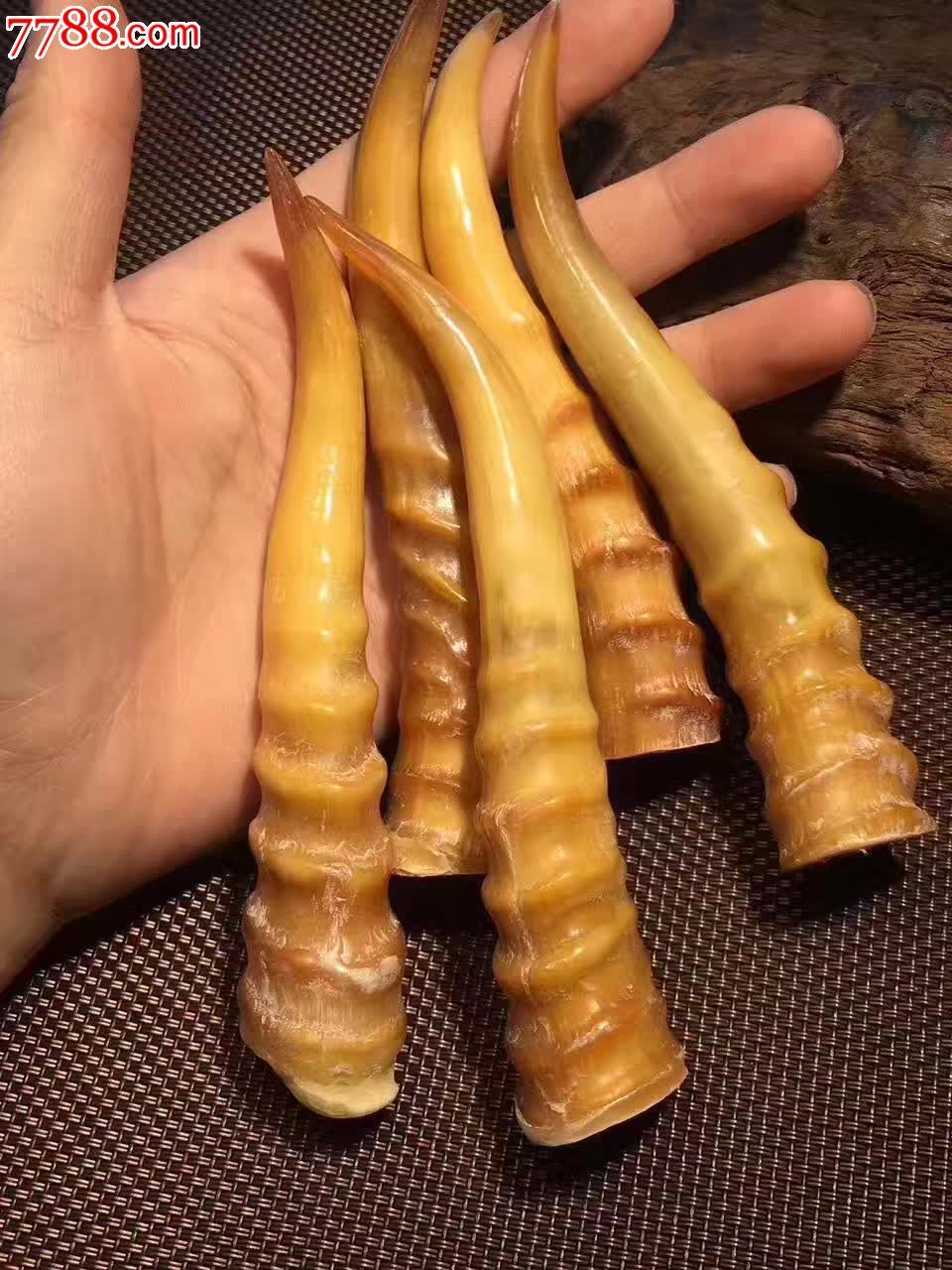 羊角小摆件度左右度8